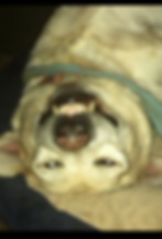Mobile dog grooming, mobile Cat Grooming, St. Augustine Florida, 32092, Pet Salon, Grooming, Curbside, Mobile Grooming, Dog and Cat Grooming, nail trimming, ear cleaning, bathing, medicated baths, anal glands expressed, flea and tick preventative,