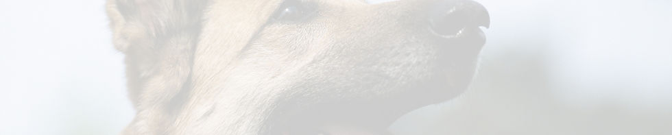 bgImage