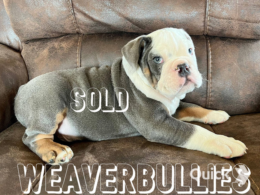 original?tenant=vbu-digital