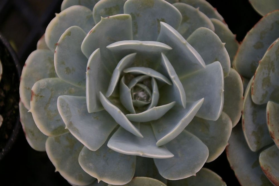 Echeveria runyonii