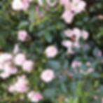 pink roses