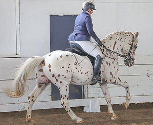 Pyx dressage