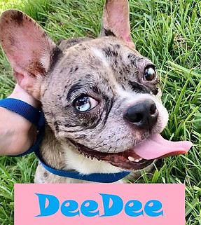 DeeDee - brindle french bulldog