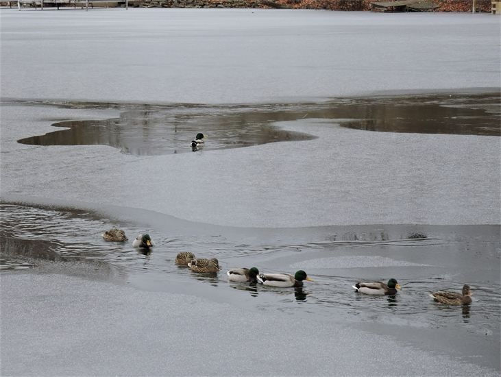 Follow The Leader