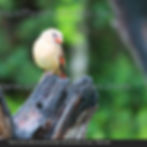 photography, Psalms, animals, birds, country, God, Scripture, hope, Bible