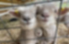 image.jpg