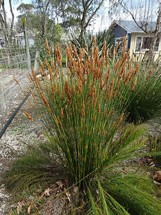 Elegia Equisetacea
