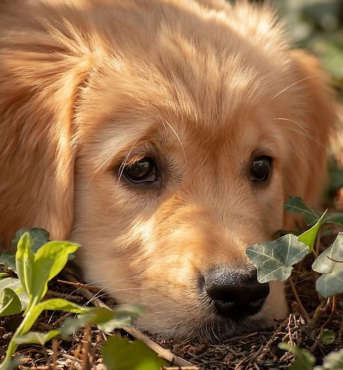 naVita Shop Hundefutter, naVita Fleischmenüs, naVita kaltgepresstes Trockenfutter, naVita Kräuter