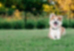 bgImage