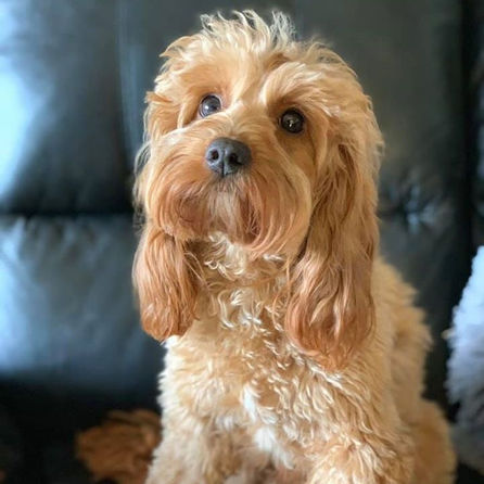 original?tenant=vbu-digital