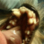 Too many teeth vet dental