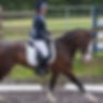 Dressage