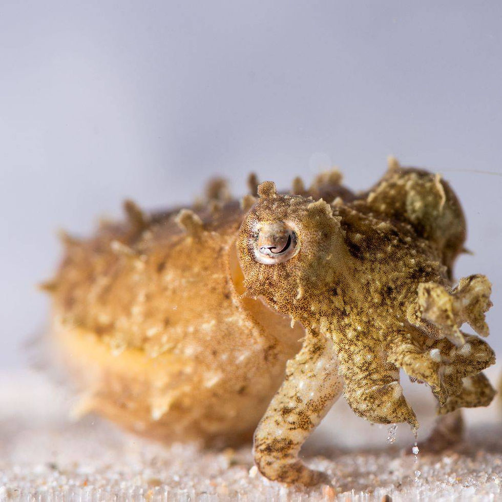 Dwarf cuttlefish (Sepia bandensis)
