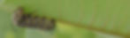 bgImage