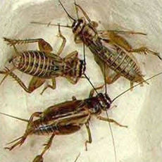 Crickets