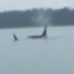 Killer Whales in Icy Straits