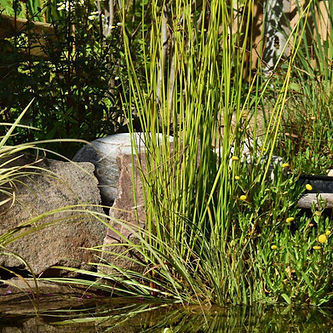 pond plants