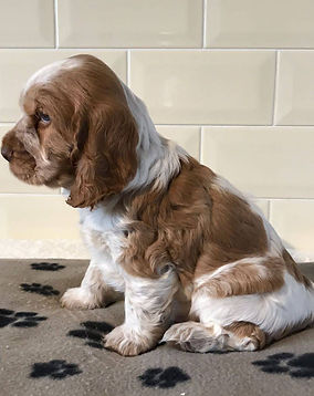 original?tenant=vbu-digital