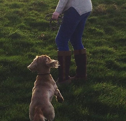 Dog Walking Northampton, Fetch with cocker spaniel