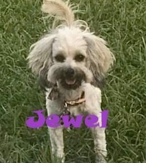 Jewel - small white poodle mix
