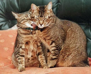 abysinnian cross cats