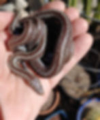 Hypermelanistic Dome Rock Rosy Boa