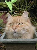 original?tenant=vbu-digital