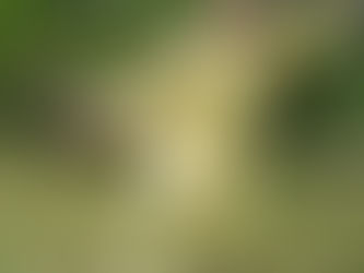 TAICHI, KUNGFU, CHIKUNG (QIGONG): QUE SON Y SUS DIFERENCIAS