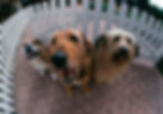 bgImage
