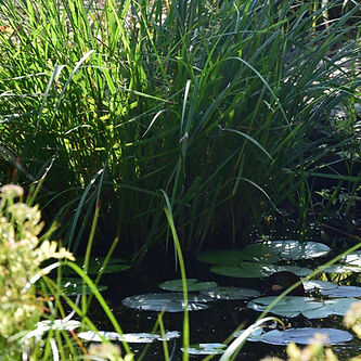 pond plants