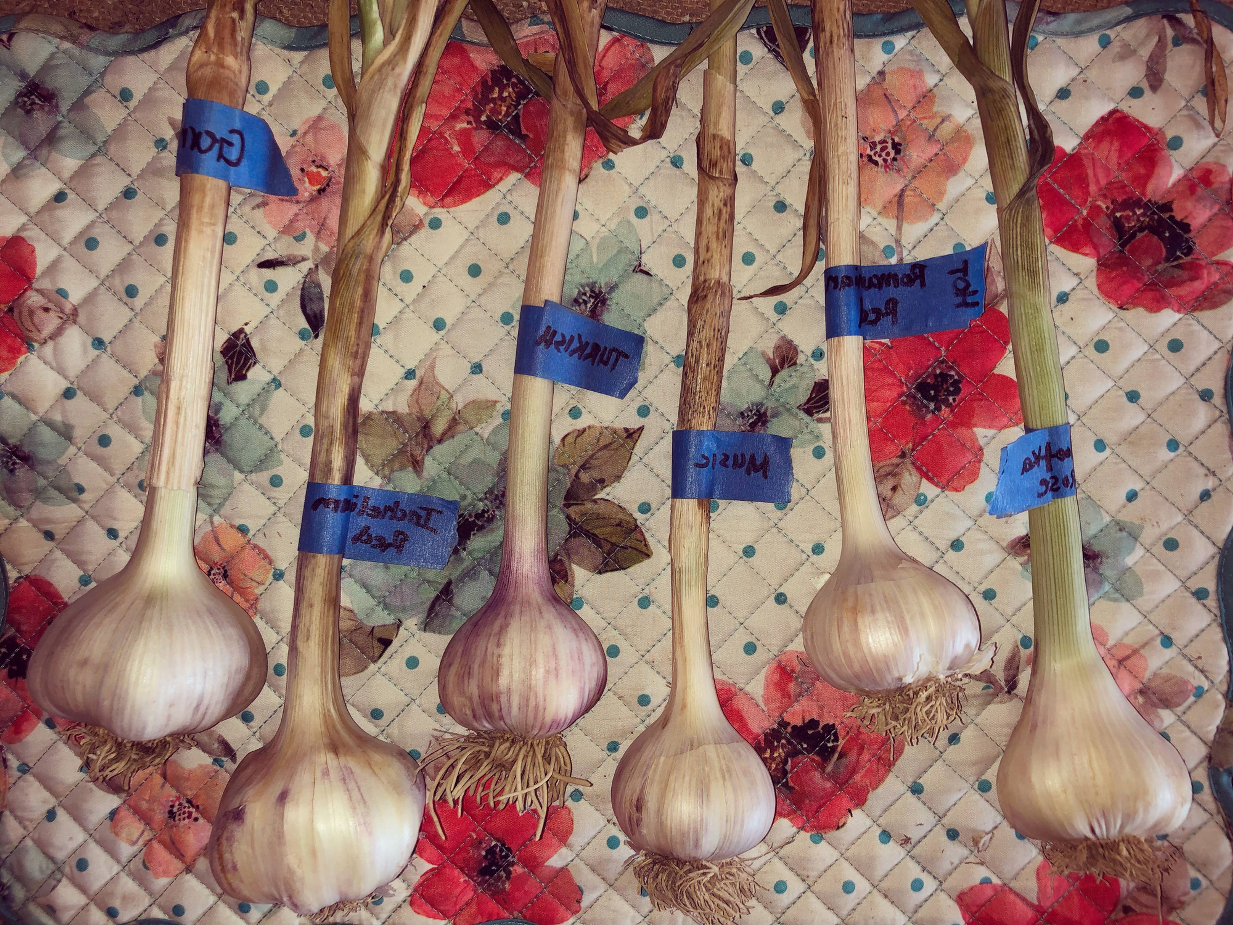 1/2 Pound Seed Stock