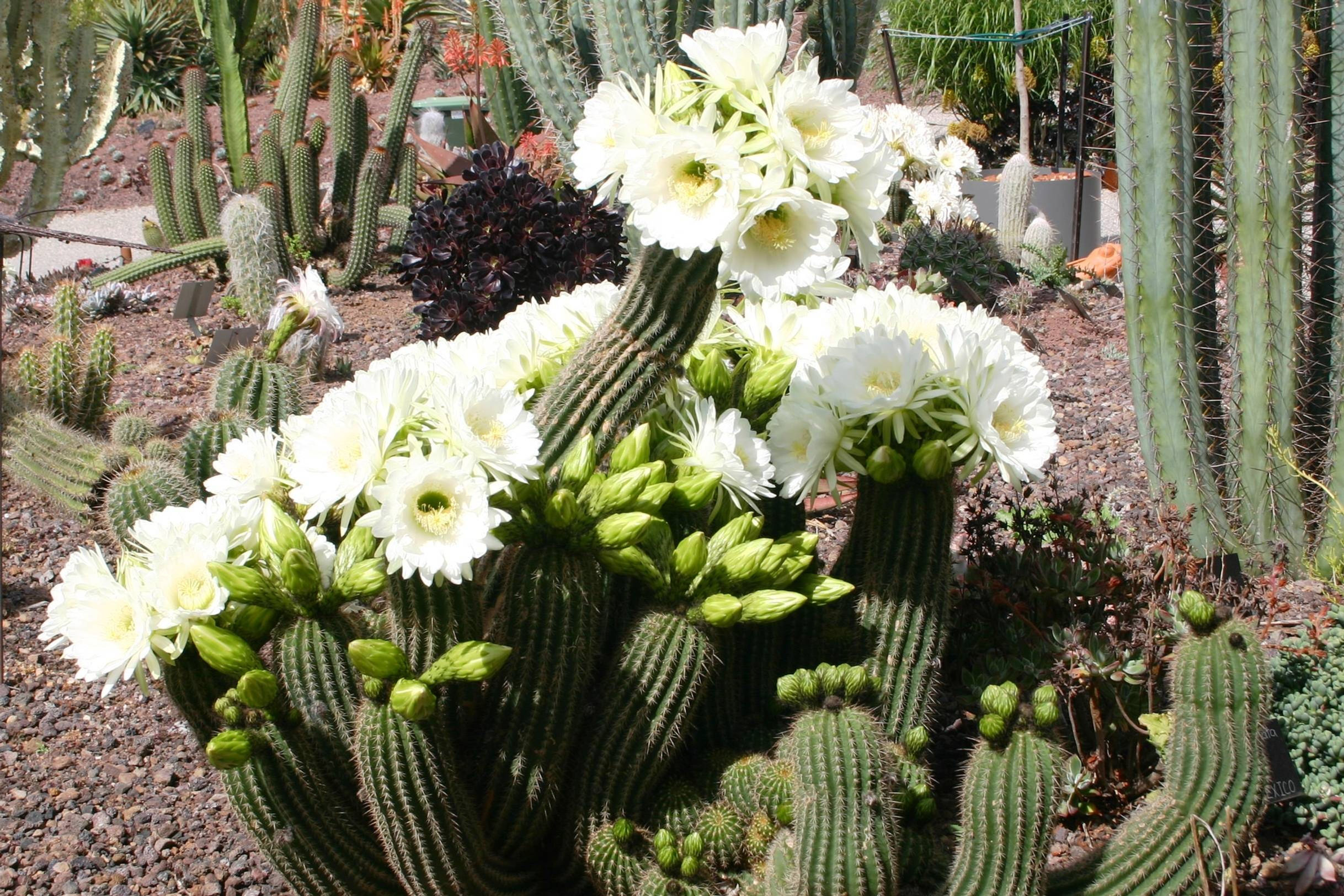 Echinopsis schickendantzii - Trichocereus schickendantzii - CUTS