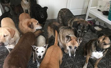 Hundetrainerin Marion Höft