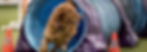 bgImage