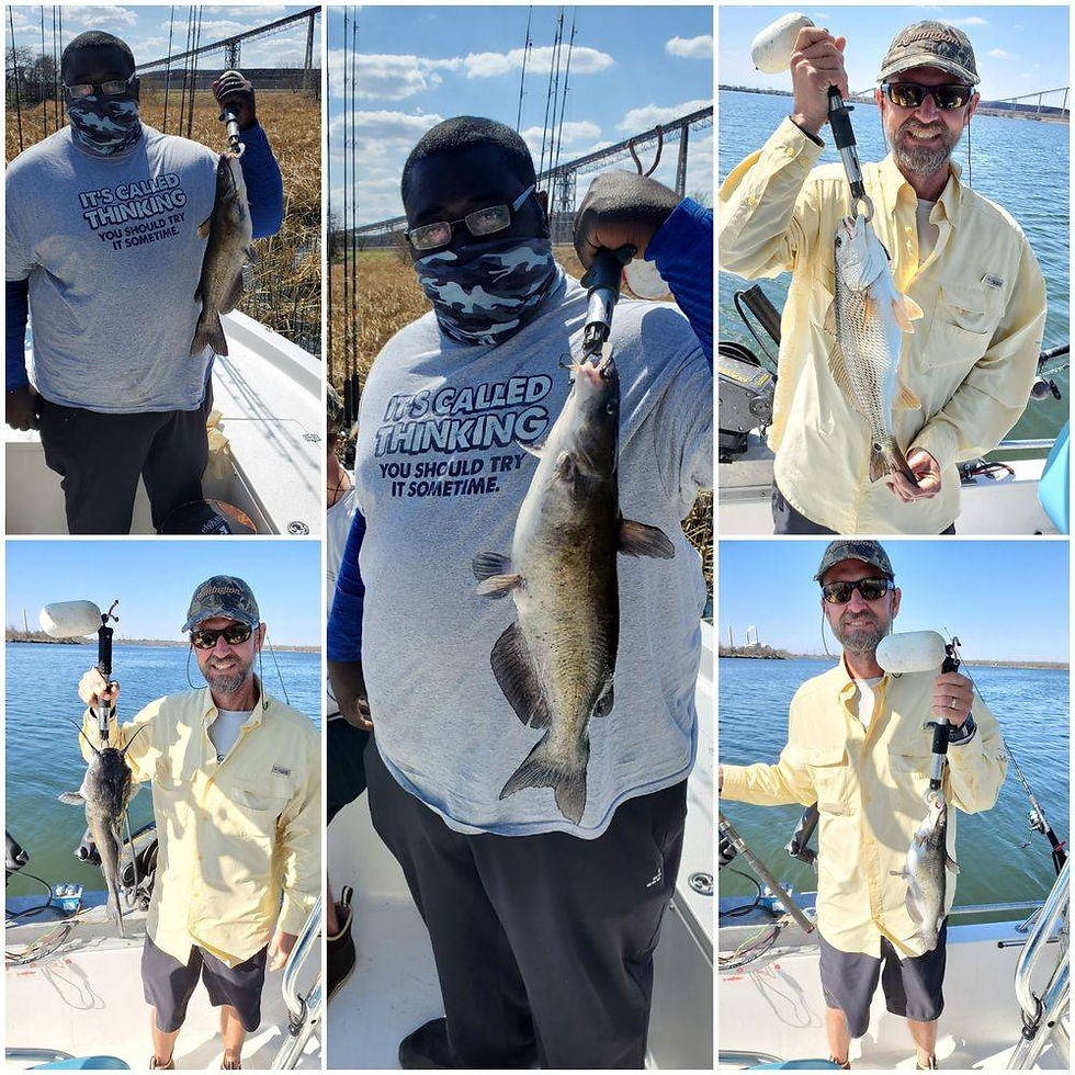 Channel Catfish
