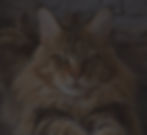 bgImage