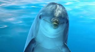 Thumbnail: Dolphin Depression Antedote  (click on more details re how to pay)