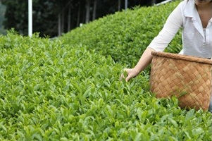 Thumbnail: Japanese organic uji matcha