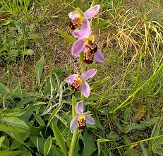 Bee Orchid