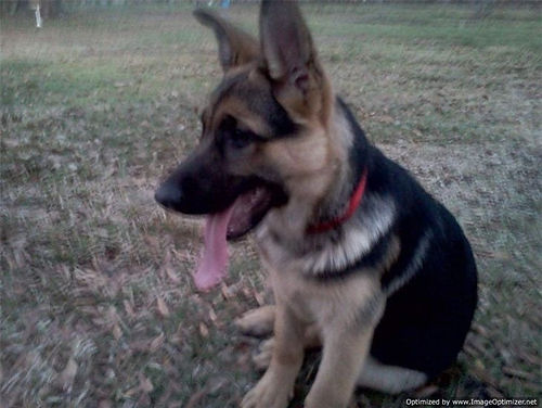 V Diamondburg german shepherd puppy