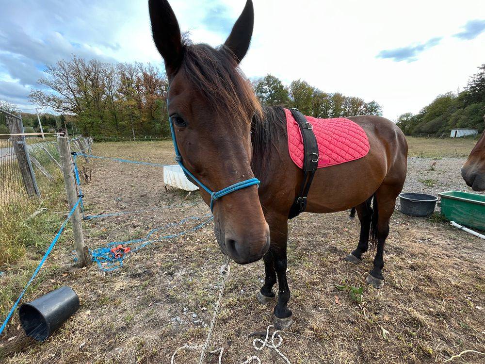 Les chevaux gardent une activité adaptée à leur âge, photo 2