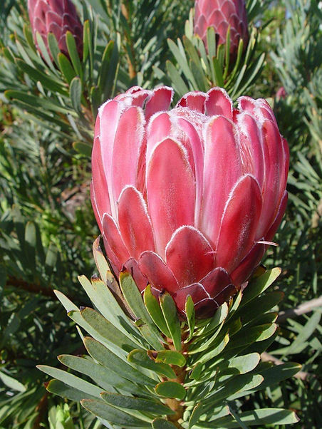 Protea Venus