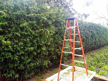 hedge trimming