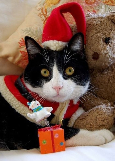 Christmas or winter cat