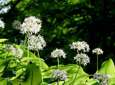 Natur erleben, Andrea Lupp - www.luppinie.de