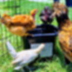 original?tenant=vbu-digital