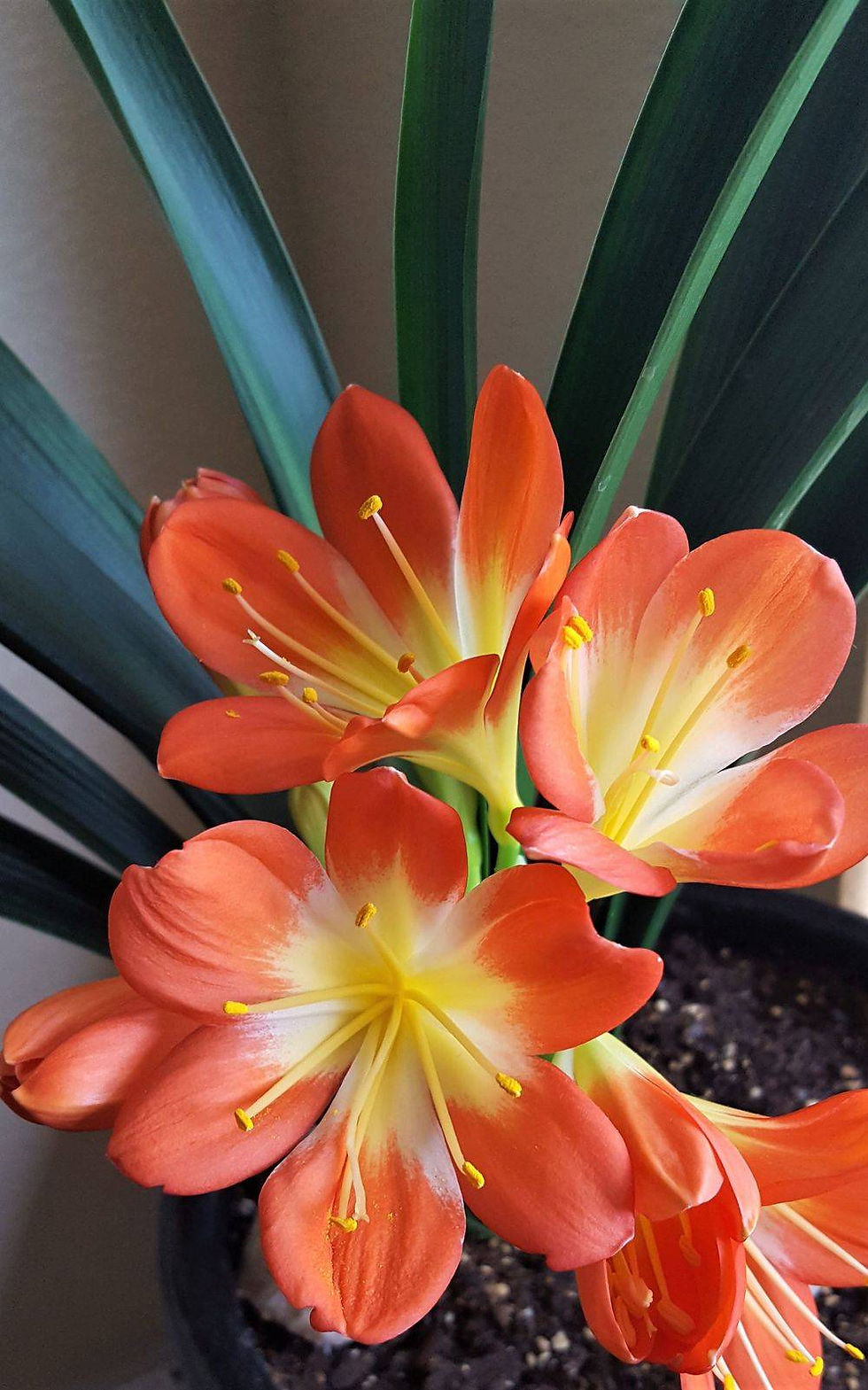 orange flower, indoor plant, photography, pictures