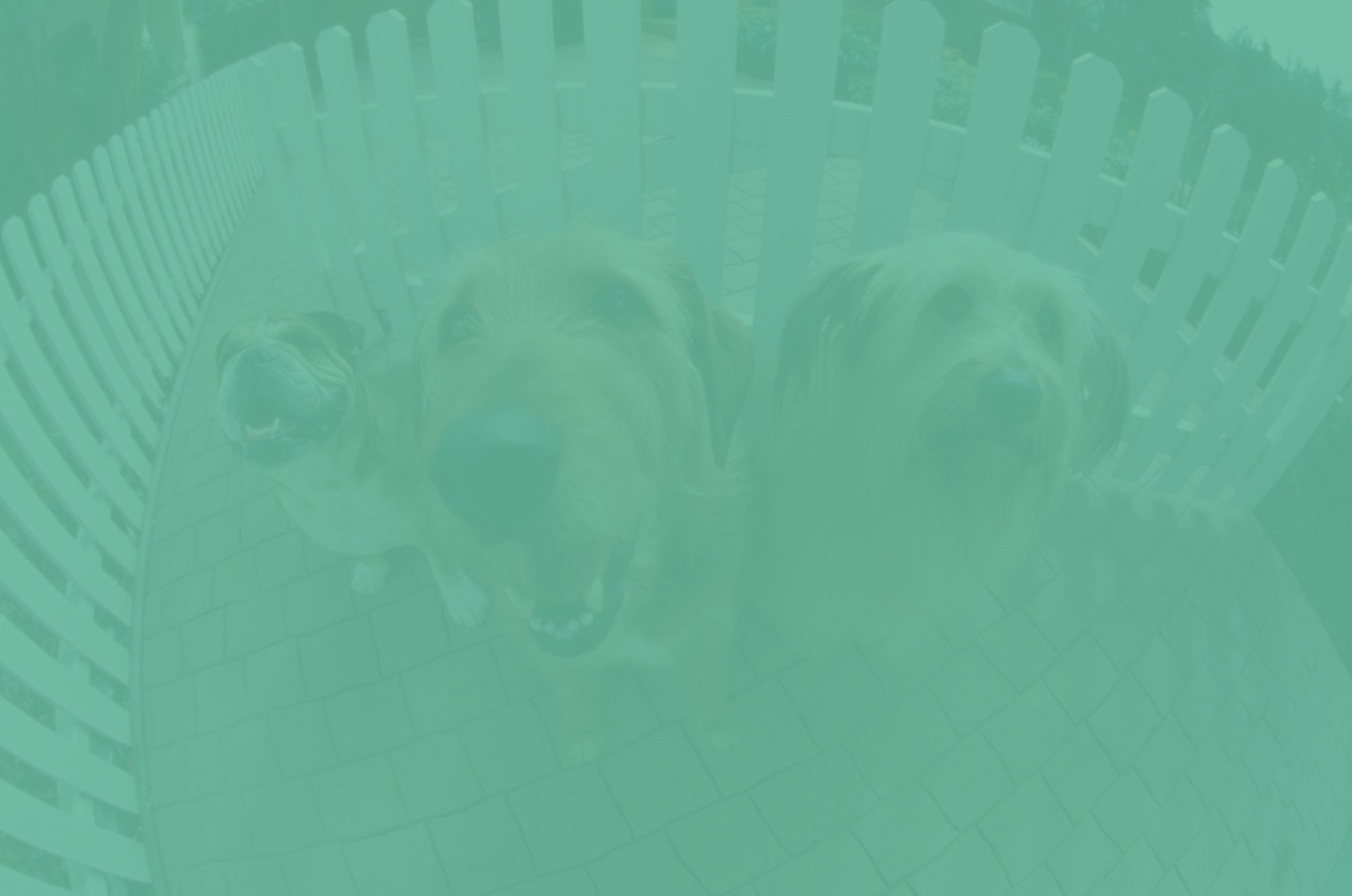 bgImage