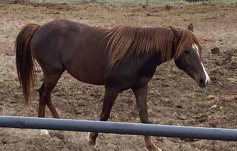 pony mare