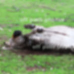 photography, animals, zebras, zoo, happiness, nature, muddy, mess, Africa